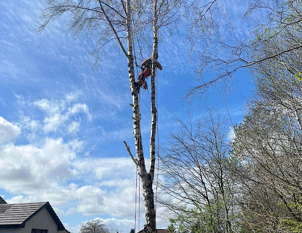 Tree Work & Forestry
